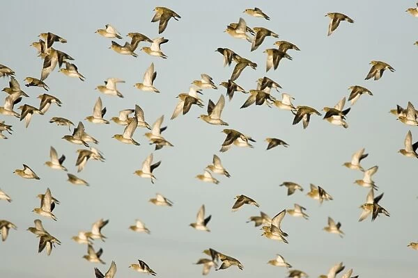 European Golden Plovers. Flock in flight in winter. Cleveland. UK