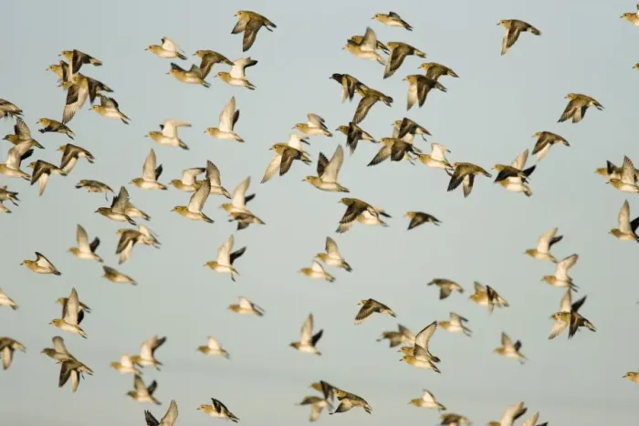 Framed Print : European Golden Plovers. Flock in flight in winter. Cleveland. UK Framed Print : European Golden Plovers. Flock in flight in winter. Cleveland. UK