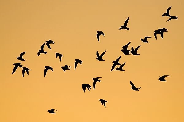 European Golden Plovers. Flock silhouette against morning sky at sunrise. Cleveland. UK