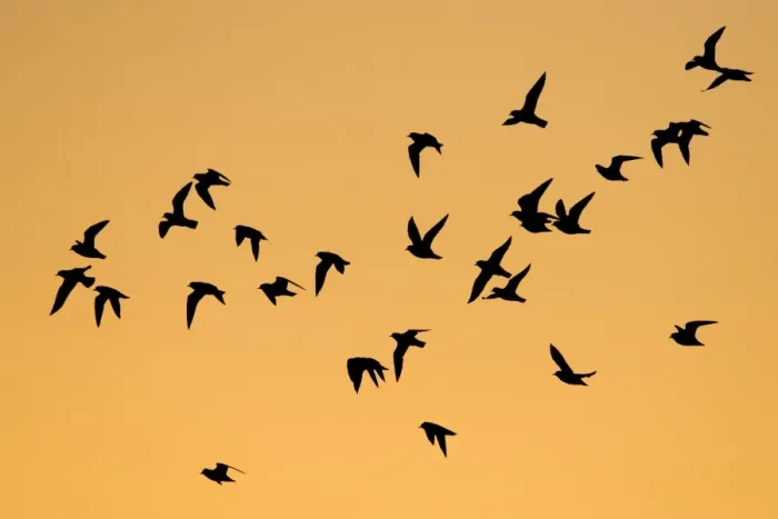 Framed Print : European Golden Plovers. Flock silhouette against morning sky at sunrise. Cleveland. UK Framed Print : European Golden Plovers. Flock silhouette against morning sky at sunrise. Cleveland. UK