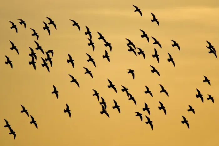 Framed Print : European Golden Plovers. Flock silhouette against morning sky at sunrise. Cleveland. UK Framed Print : European Golden Plovers. Flock silhouette against morning sky at sunrise. Cleveland. UK