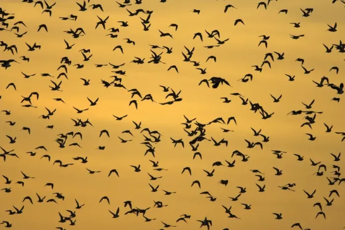 Framed Print : European Golden Plovers. Flock silhouette against morning sky at sunrise. Cleveland. UK Framed Print : European Golden Plovers. Flock silhouette against morning sky at sunrise. Cleveland. UK