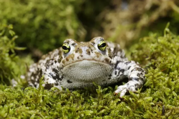 Framed Print : European Green Toad. Alsace - France Framed Print : European Green Toad. Alsace - France