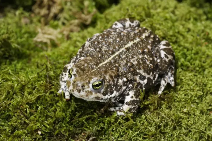 Framed Print : European Green Toad. Alsace - France Framed Print : European Green Toad. Alsace - France