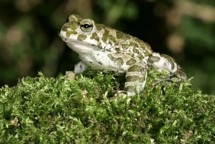 Framed Print : European Green Toad / Variable Toad Framed Print : European Green Toad / Variable Toad