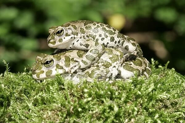 European Green Toad  /  Variable Toad - mating, male on top. Alsace, France
