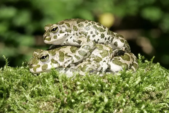 Framed Print : European Green Toad / Variable Toad - mating, male on top. Alsace, France Framed Print : European Green Toad / Variable Toad - mating, male on top. Alsace, France