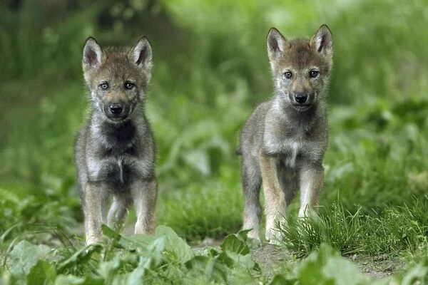 European Grey Wolf- 2 cubs alert, Lower Saxony, Germany