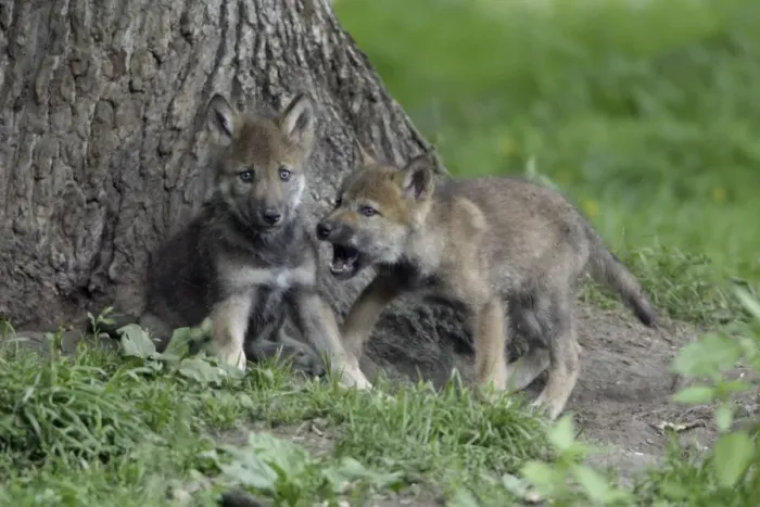 Framed Print : European Grey Wolf- 2 cubs playing, Lower Saxony, Germany Framed Print : European Grey Wolf- 2 cubs playing, Lower Saxony, Germany