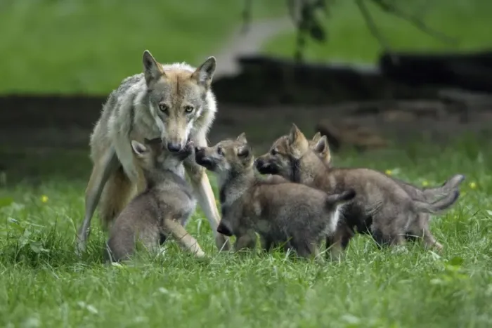 Framed Print : European Grey Wolf- cubs begging for food from female, Lower Saxony, Germany