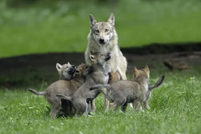 Framed Print : European Grey Wolf- cubs begging for food from female, Lower Saxony, Germany Framed Print : European Grey Wolf- cubs begging for food from female, Lower Saxony, Germany