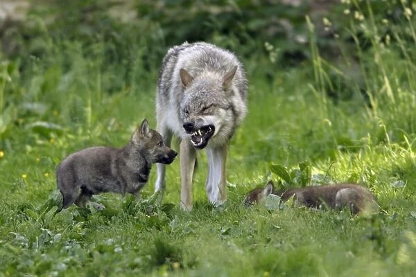 European Grey Wolf- cubs begging for food from pack member, Lower Saxony, Germany