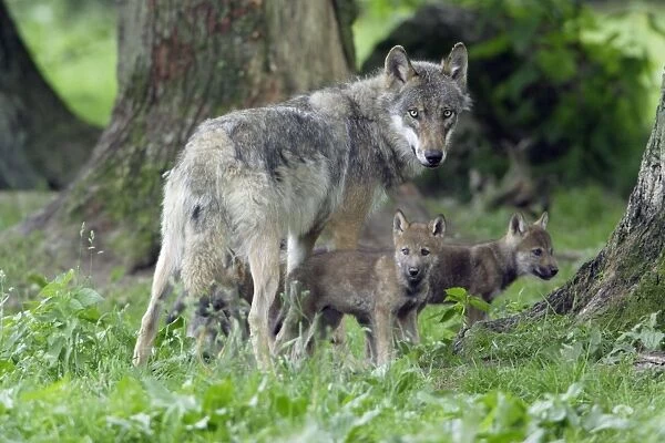 European Grey Wolf- female with young cubs, Lower Saxony, Germany