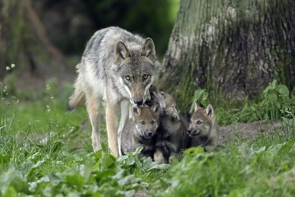 European Grey Wolf- female with young cubs, Lower Saxony, Germany