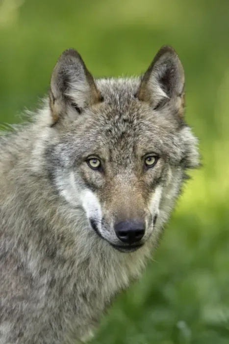 Framed Print : European Grey Wolf- portrait, Lower Saxony, Germany Framed Print : European Grey Wolf- portrait, Lower Saxony, Germany