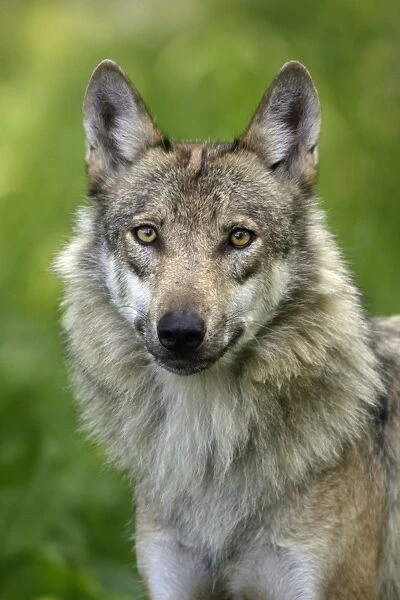 European Grey Wolf- portrait, Lower Saxony, Germany