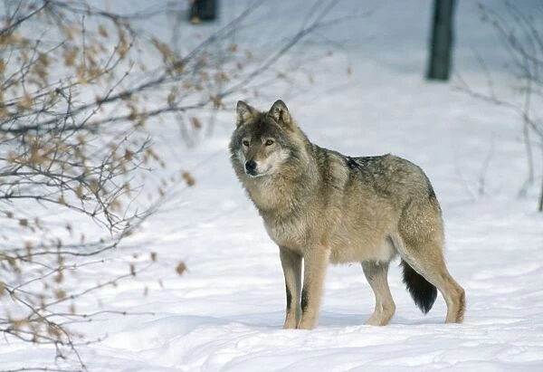 European Grey Wolf - in snow