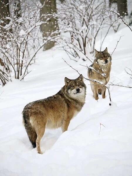 European  /  Grey Wolf -standing in snow