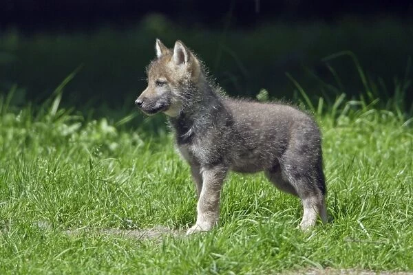 European Grey Wolf- young cub, alert, lower Saxony, Germany