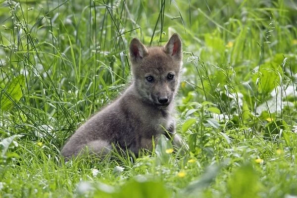 European Grey Wolf- young cub alert, Lower Saxony, Germany
