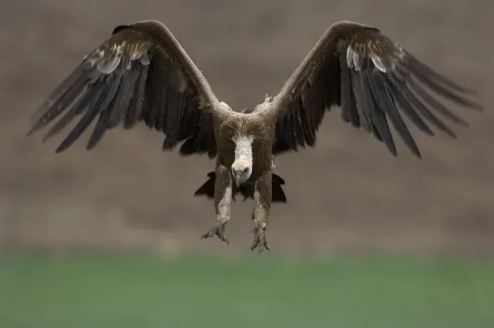 Framed Print : European Griffon Vulture, Andalucia, Spain, February Framed Print : European Griffon Vulture, Andalucia, Spain, February