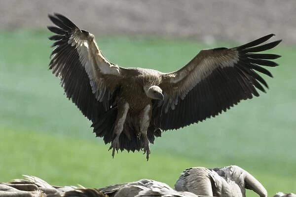 European Griffon Vulture, Andalucia, spain, February