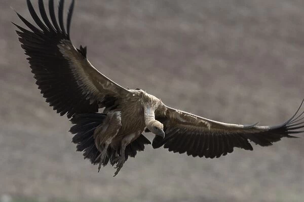 European Griffon Vulture, Andalucia, Spain, February