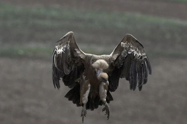 European Griffon Vulture, Andalucia, Spain, February