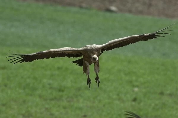 European Griffon Vulture - in flight, Andalucia, Spain, February