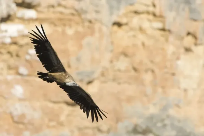 Framed Print : European Griffon Vulture - In flight in front of rock face - Spain Framed Print : European Griffon Vulture - In flight in front of rock face - Spain
