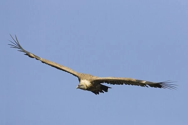 European Griffon Vulture - In flight - Soaring showing wings held in characteristic shallow V - Spain
