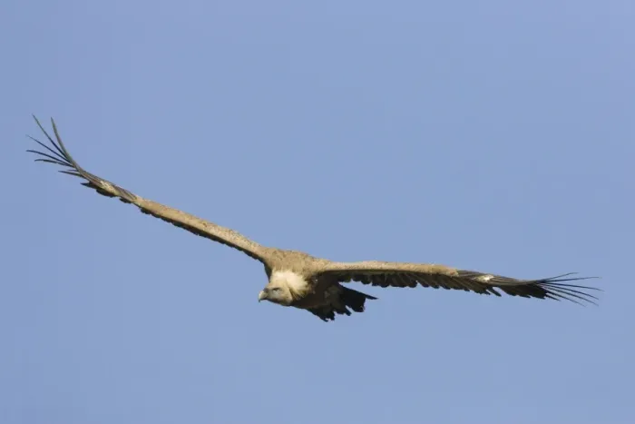 Framed Print : European Griffon Vulture - In flight - Soaring showing wings held in characteristic shallow V - Spain Framed Print : European Griffon Vulture - In flight - Soaring showing wings held in characteristic shallow V - Spain