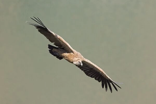 European Griffon Vulture - In flight - Spain