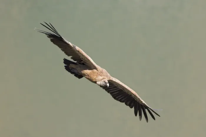 Framed Print : European Griffon Vulture - In flight - Spain Framed Print : European Griffon Vulture - In flight - Spain