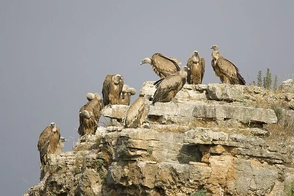 European Griffon Vulture - Group of vultures resting on high cliff-ledge - Spain