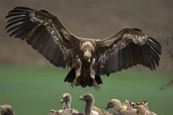 European Griffon Vultures, Andalucia, Spain, February