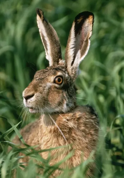Framed Print : European Hare Framed Print : European Hare