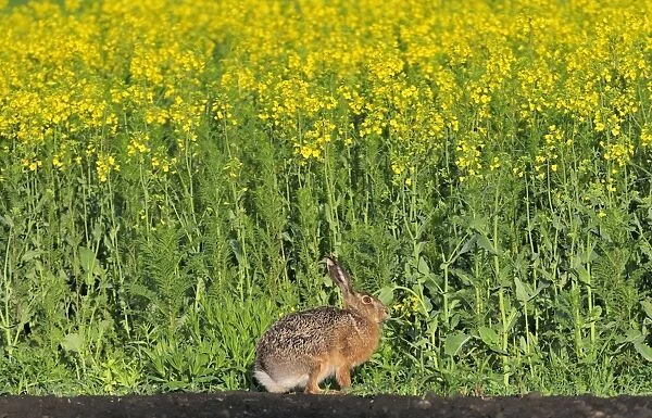 European hare, Austria