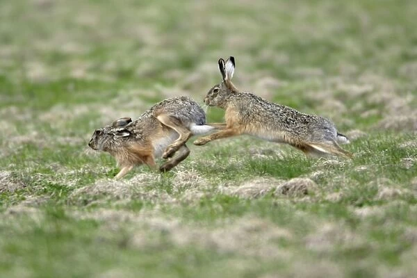 European Hare- buck chasing doe, courtship behaviour, Neusiedler See NP, Austria