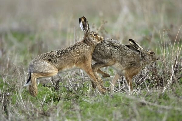 European Hare- buck chasing doe, courtship behaviour, Neusiedler See NP, Austria
