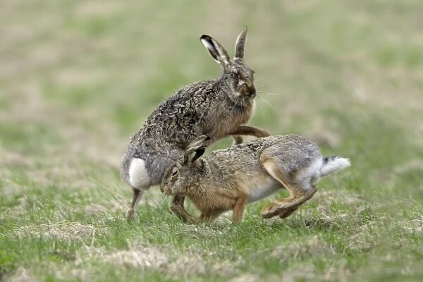 European Hare- buck and doe showing courting behaviour, Neusiedler See NP, Austria