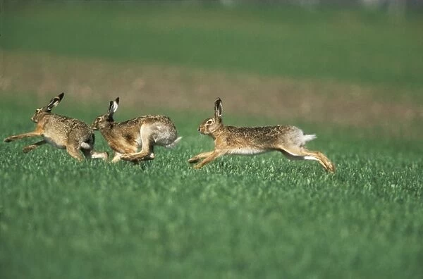 European Hare Bucks chasing Doe, sexual excitement, pre-copulation behaviour