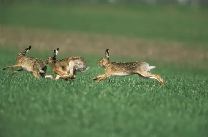 Framed Print : European Hare Bucks chasing Doe, sexual excitement, pre-copulation behaviour Framed Print : European Hare Bucks chasing Doe, sexual excitement, pre-copulation behaviour