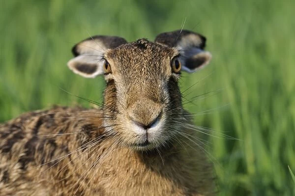 European hare - close-up with ears back