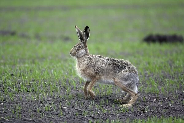 European Hare- on corn field, alert, Neusiedler See NP, Austria