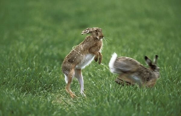 European Hare Doe enticing Buck with her scent, precopulation behaviour