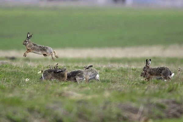 European Hare- excited bucks chasing and leaping over doe during the breeding season, Neusiedler See NP, Austria