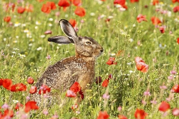 European Hare - in poppy meadow - Austria