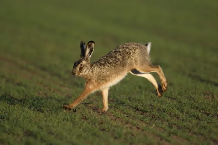 Framed Print : European Hare- running over arable field, Neusiedler See NP, Austria Framed Print : European Hare- running over arable field, Neusiedler See NP, Austria