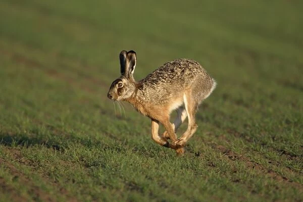 European Hare- running over arable field, Neusiedler See NP, Austria